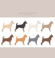 chihuahua dogs different coat colors chihuahuas vector image vector image