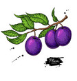 printplum branch drawing hand drawn vector image