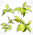 set branches with fresh green leaves vector image