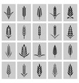 flat black and white agriculture wheat icon vector image
