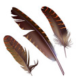 set of isolated feathers on white background vector image