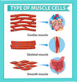information poster muscle cells vector image