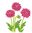 drawing garden flowers dahlia vector image vector image