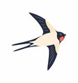 swallow in flight isolated vector image vector image