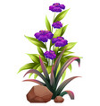 purple flowers with leaves on white background vector image vector image