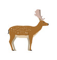 male european fallow deer seen in side view vector image vector image