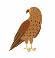 falcon bird isolated on white vector image vector image