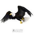 american bald eagle isolated vector image