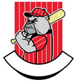 bulldog baseball player vector image