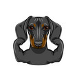 portrait of dachshund dog with muscules vector image vector image