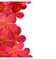 pink frangipani frame vector image