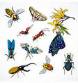 set insects colored image vector image