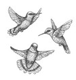 flying hummingbirds sketch vector image vector image
