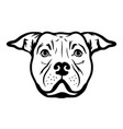 american staffordshire bull terrier dog isolated vector image