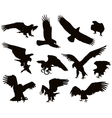 eagles vector image vector image