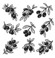 set of isolated hand drawn sketches olive oil vector image