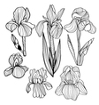 blooming and budding iris flowers black and white vector image
