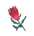 exotic red protea flower with stem and leaves vector image vector image