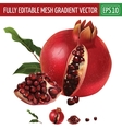 pomegranate on white background vector image