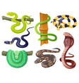 snakes wild tropical serpents python and cobra vector image