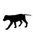 dog silhouette walking vector image vector image