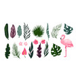 flamingo tropical collection exotic bird vector image