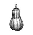 hand sketched pumpkin butternut squash drawing t vector image vector image