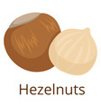 hazelnut icon forest nut cartoon healthy snack vector image