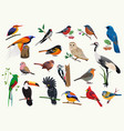 various cartoon birds collection for any visual vector image