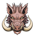 wild boar head mascot vector image