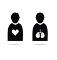 heart and lungs in man icon vector image