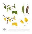birch branch on a white background vector image