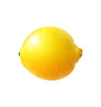 realistic lemon vector image