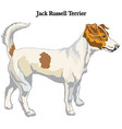 jack russell terrier vector image