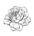 hand made abstract graphic ink peony vector image