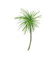 coconut palm or queen palmae with leaves vector image