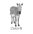 zebra vector image