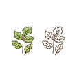 set colorful and monochrome cilantro in line vector image vector image