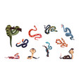 snakes poison reptiles collection cartoon wild vector image