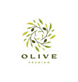 olive branch leaf logo icon vector image