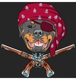 dog rottweiler pirate with pistols vector image