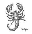 scorpion sketch or hand drawn scorpio zodiac sign vector image vector image
