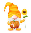 gnome with sunflower and pumpkin for thanksgiving vector image