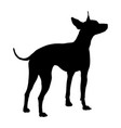 american hairless terrier silhouette vector image vector image