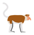 nasalis larvatus - proboscis monkey - male - flat vector image vector image