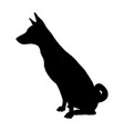 dog basenji breed silhouette vector image