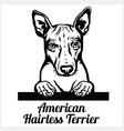 american hairless terrier - peeking dogs breed vector image vector image