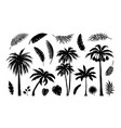 palm silhouette exotic jungle foliage tropical vector image