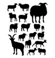 sheep silhouettes vector image
