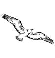 bird tattoo vector image vector image